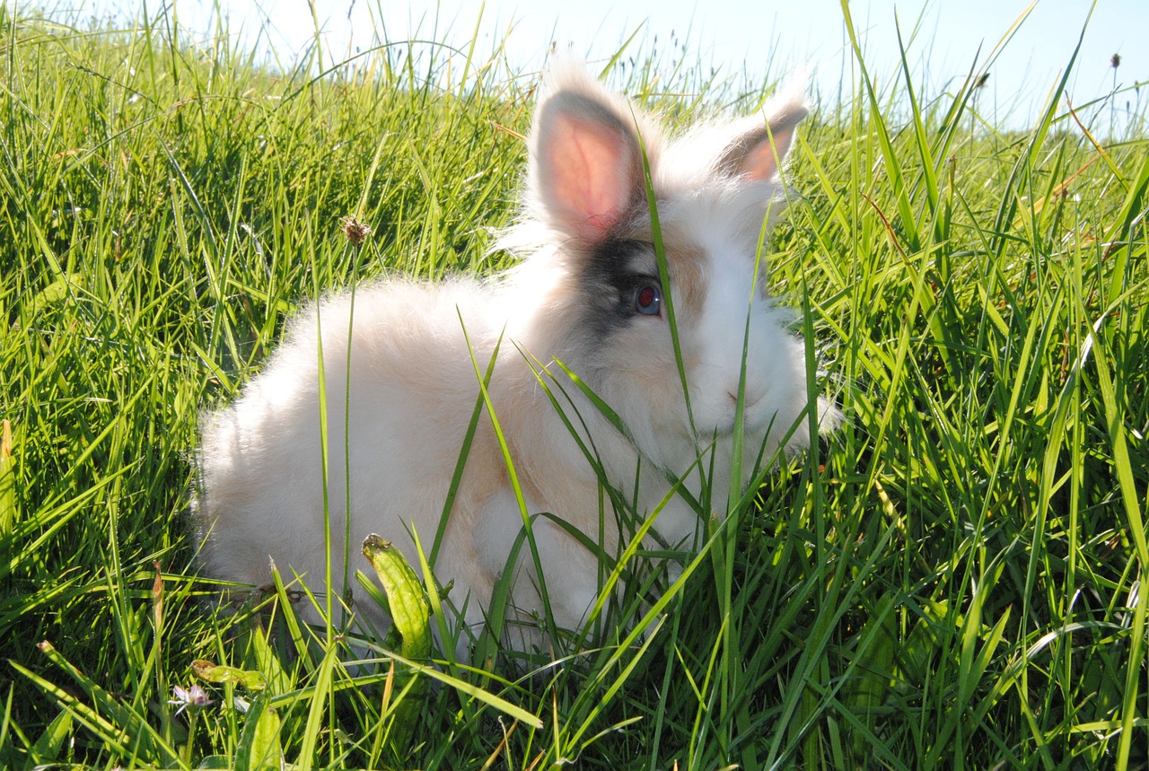 Image - hare nature animal nature recording