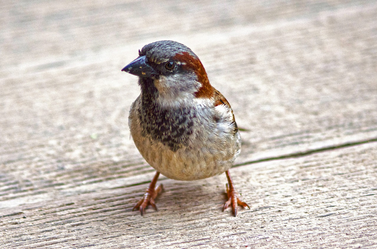 Image - sparrow sperling bird close