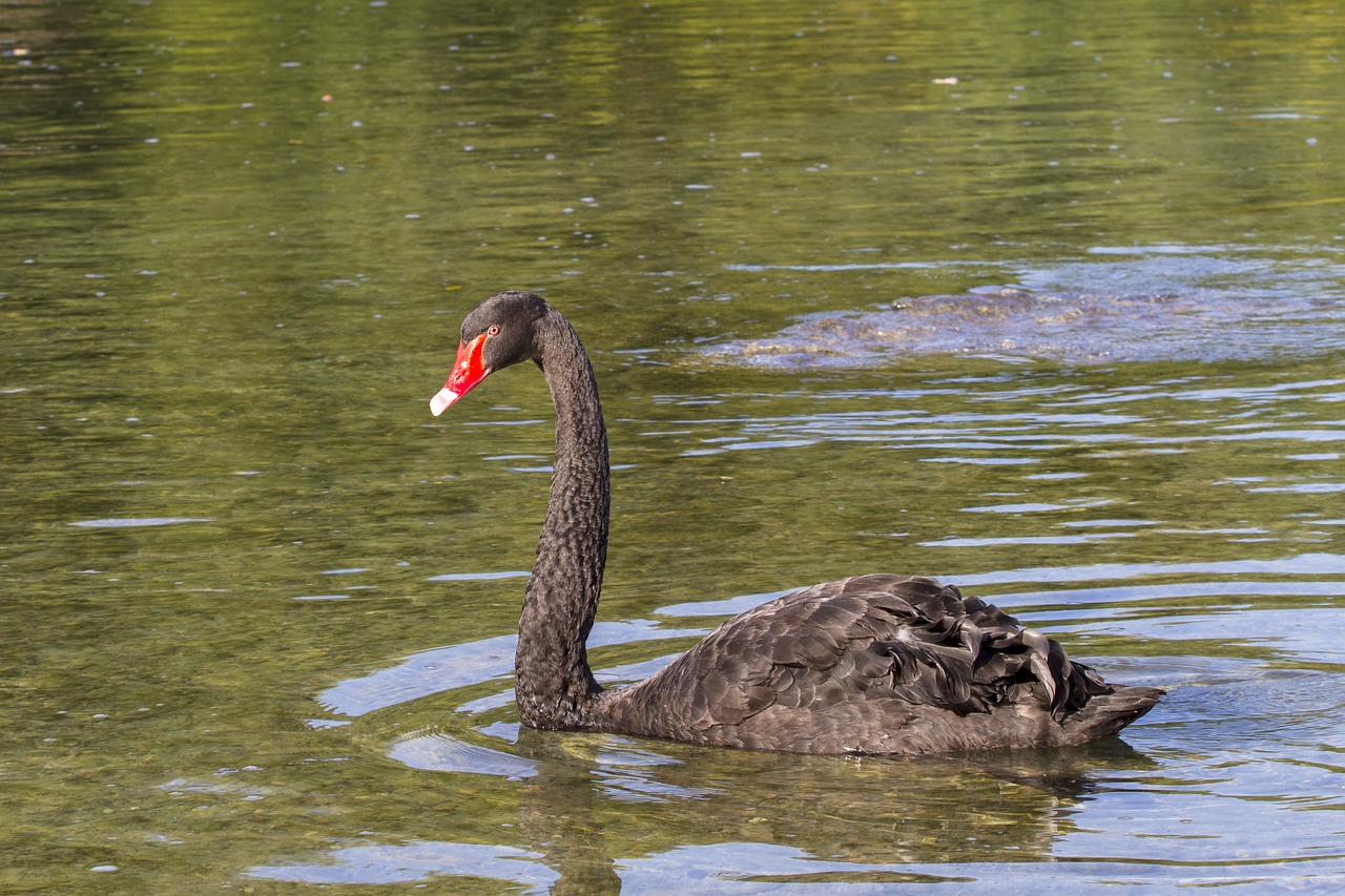 Image - black swan mourning swan swan