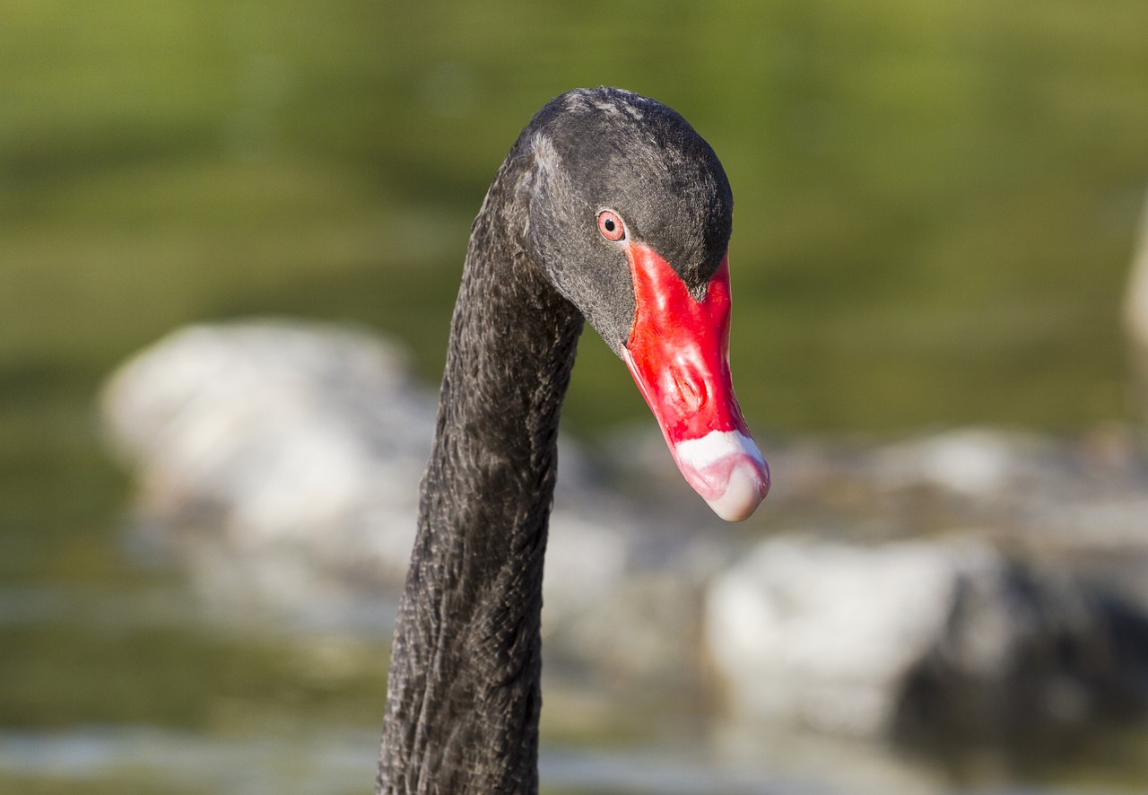 Image - black swan mourning swan swan