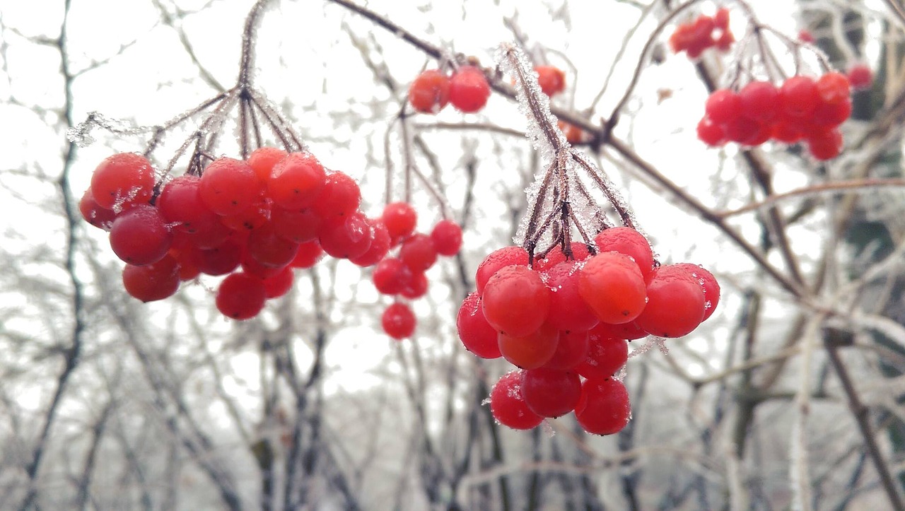 Image - mountain ash winter snow red