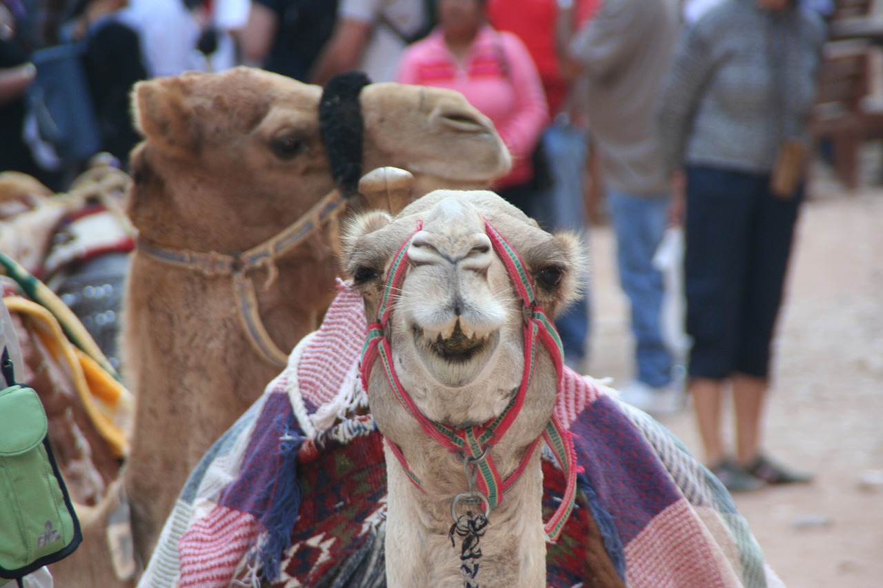 Image - camel petra smile
