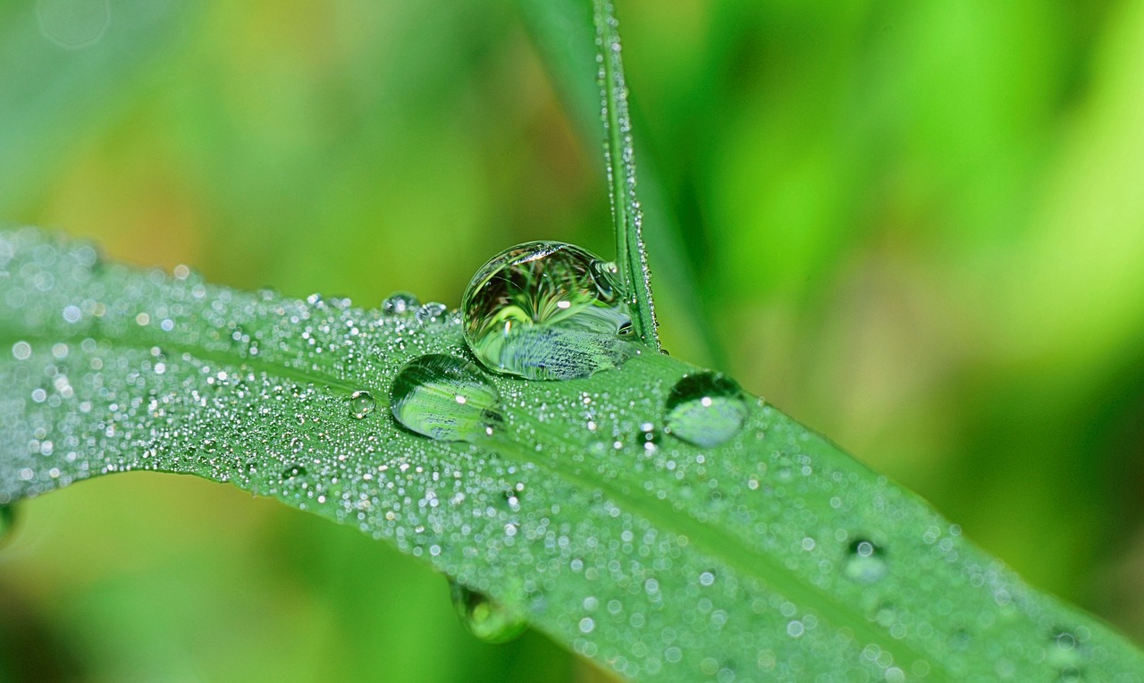 Image - nature drops plant green rain