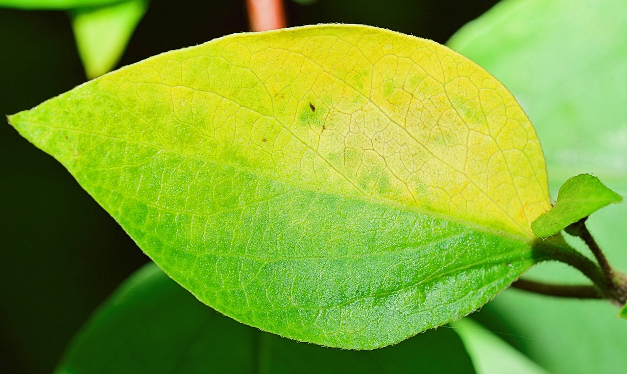 Image - nature leaf green leaves autumn
