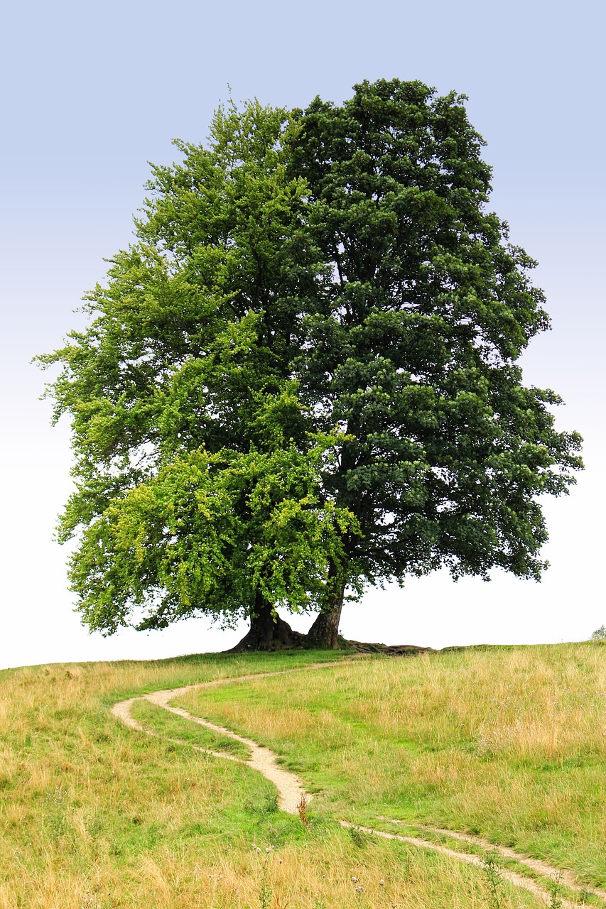 Image - tree the path trail spacer nature