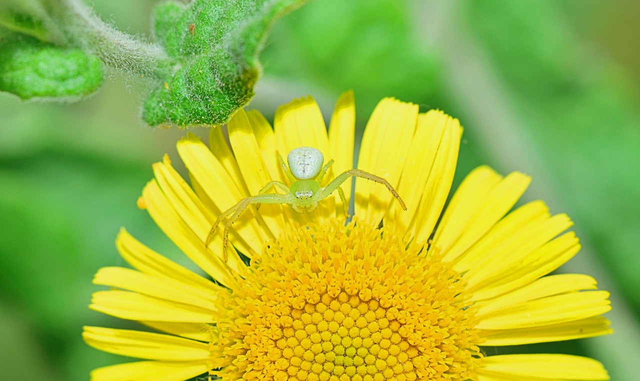 Image - nature spider approach web insects