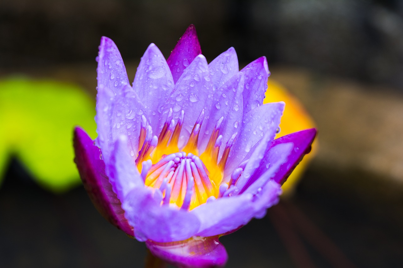 Image - flower lotus natural lotus flower