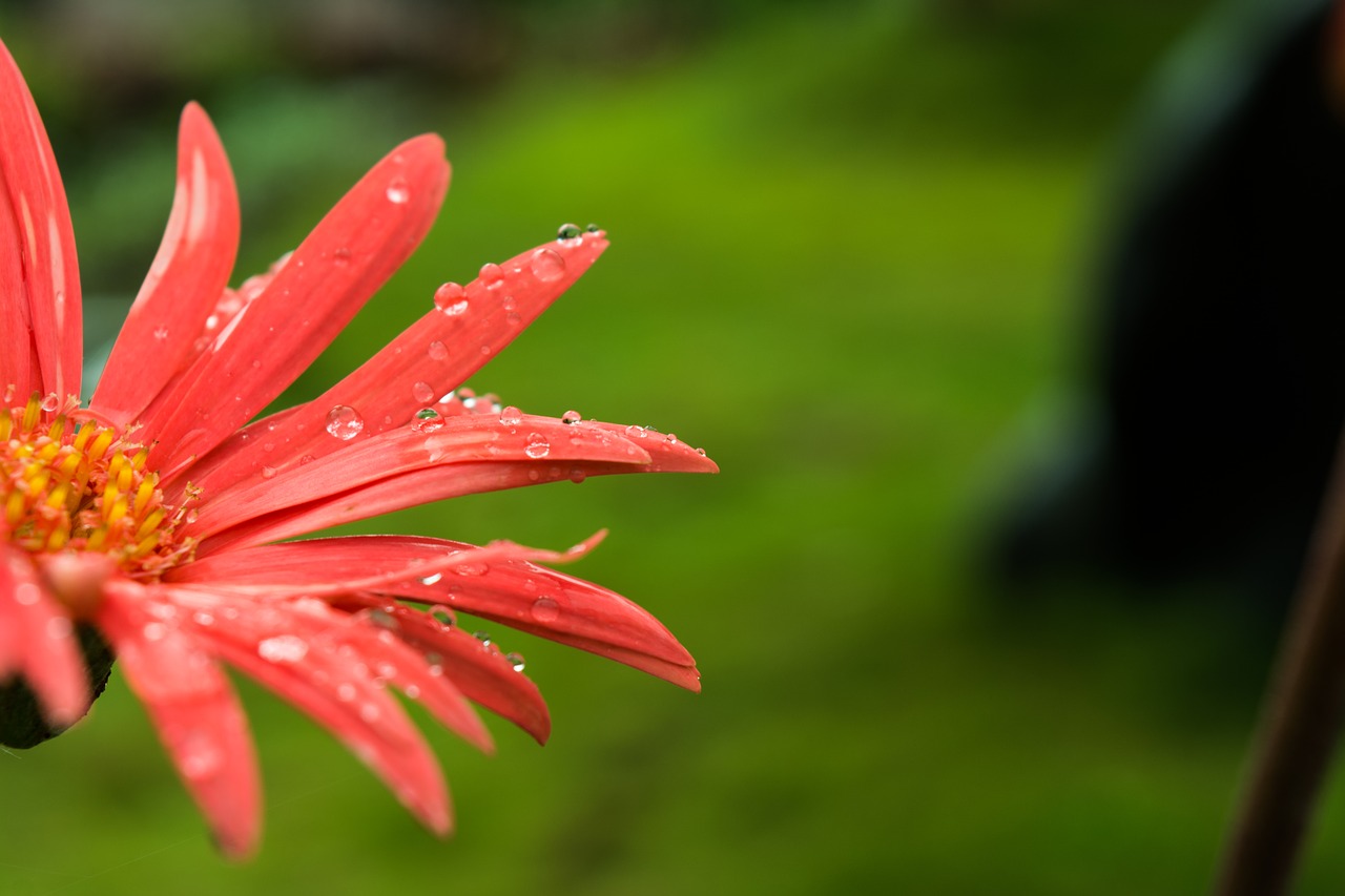 Image - flower macro water drop on flower