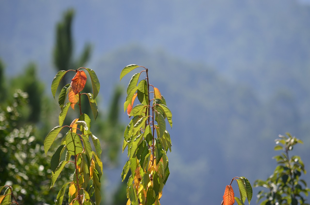 Image - galicia sun dacova