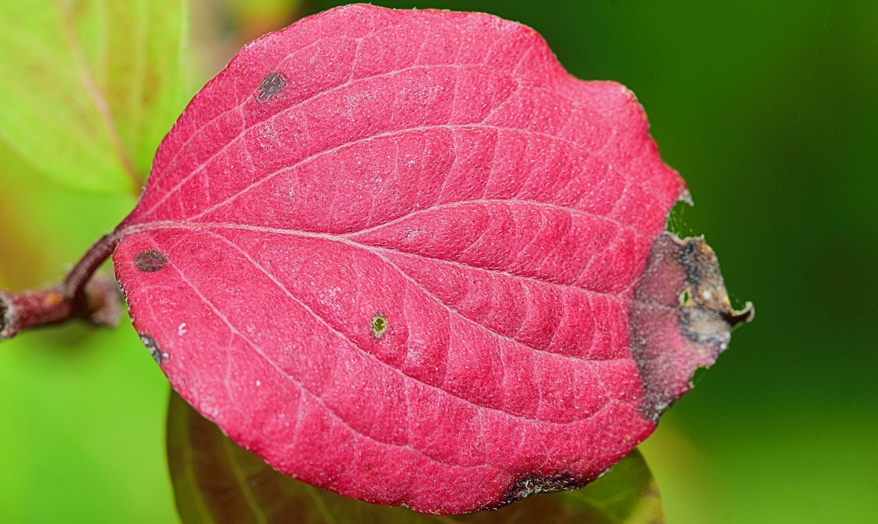 Image - nature leaf red leaves autumn