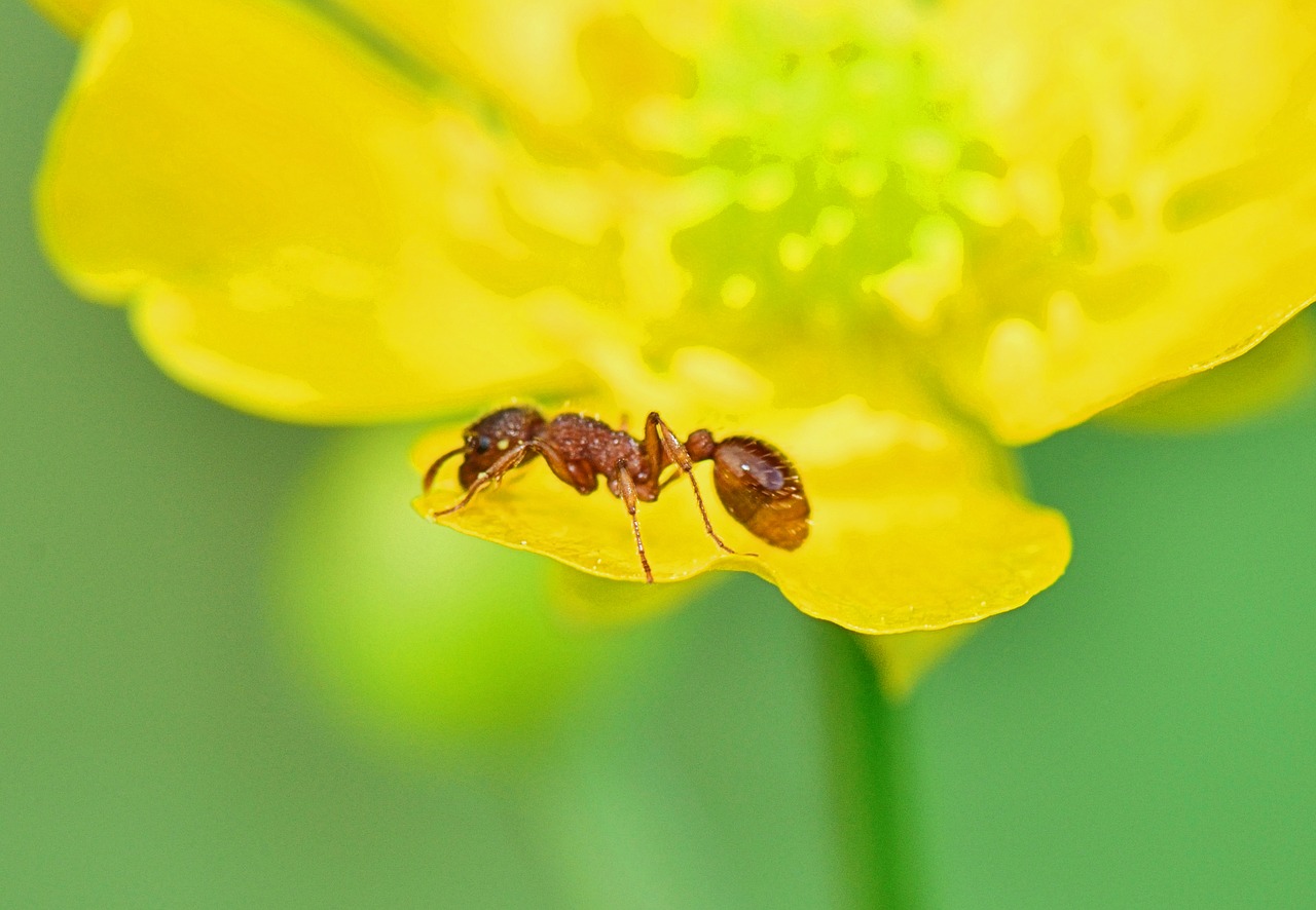 Image - nature ant foreground insect