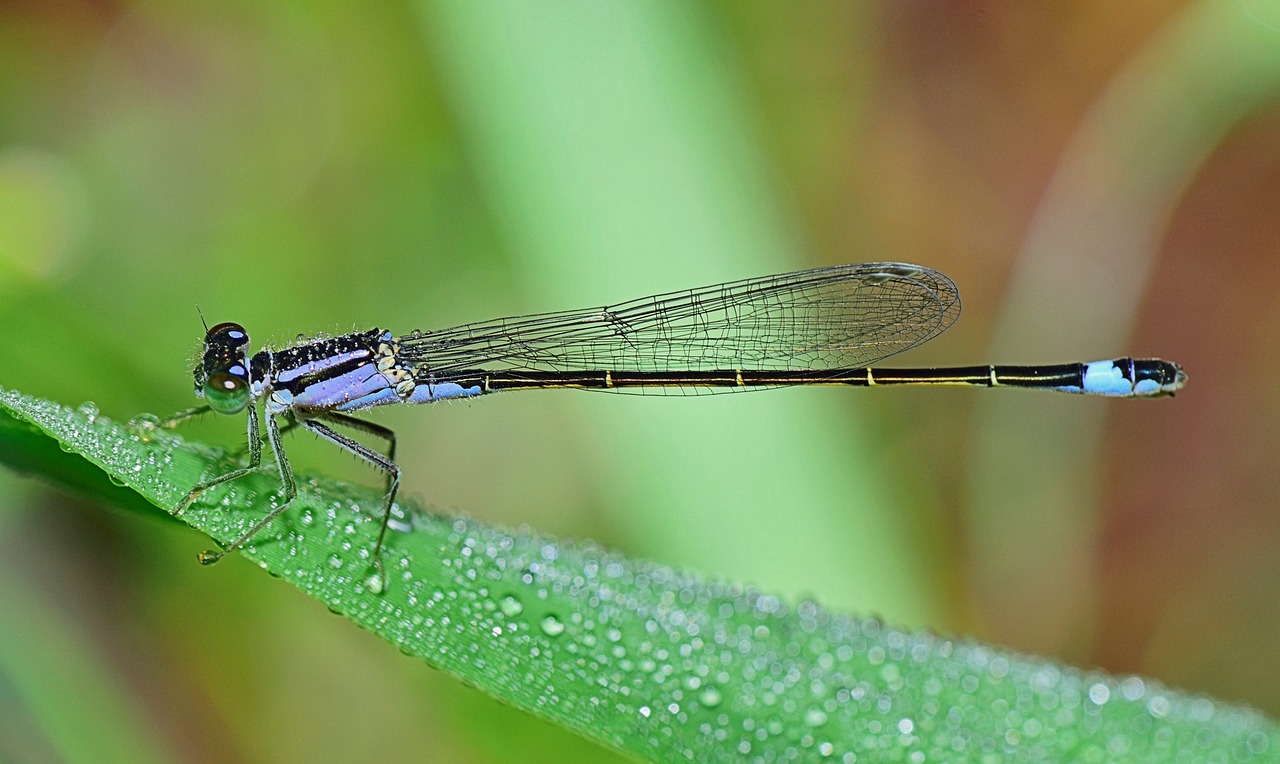 Image - nature dragonfly beauty animals