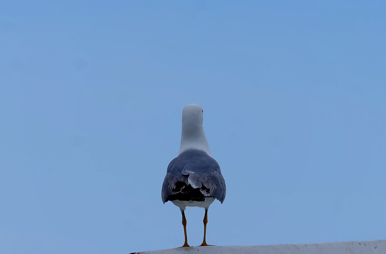 Image - seagull gull bird nature sea