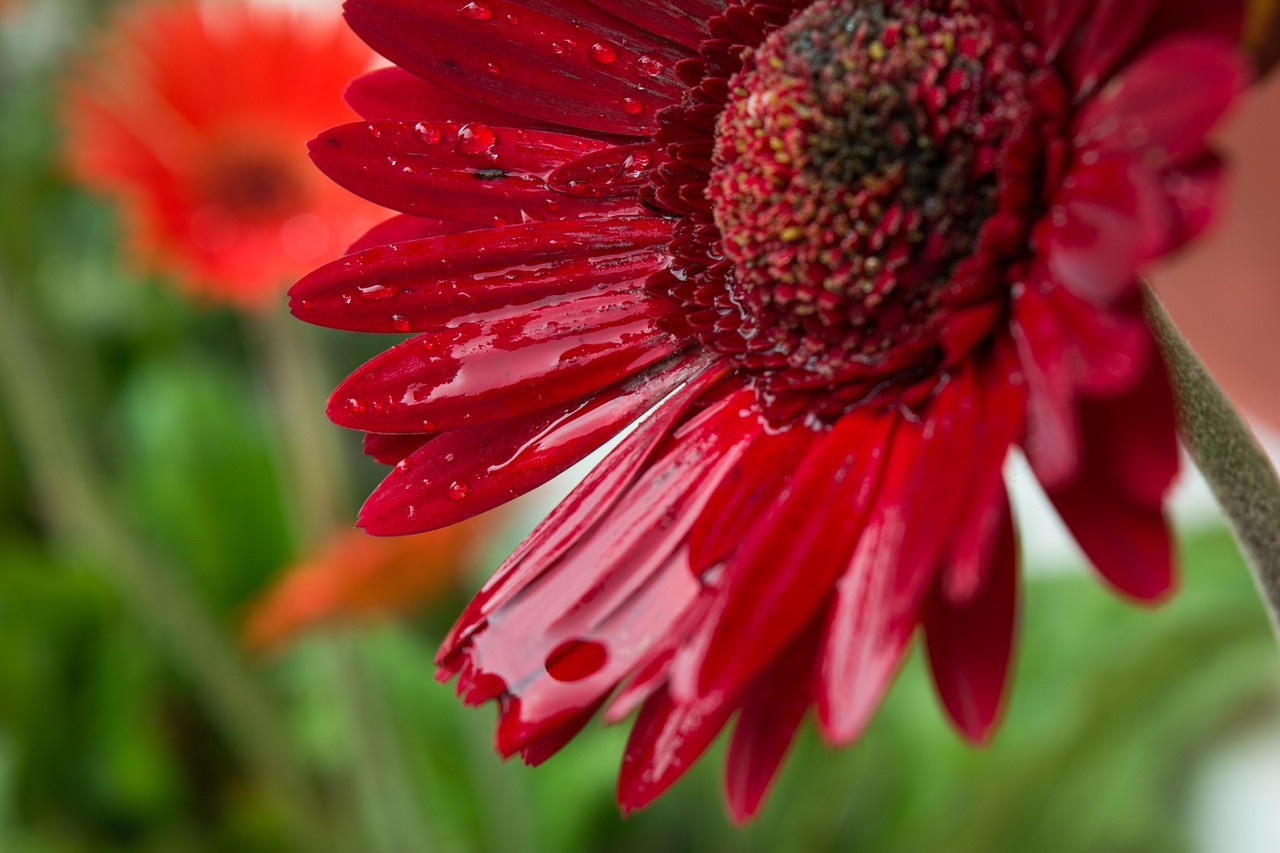 Image - flower macro water drop on flower