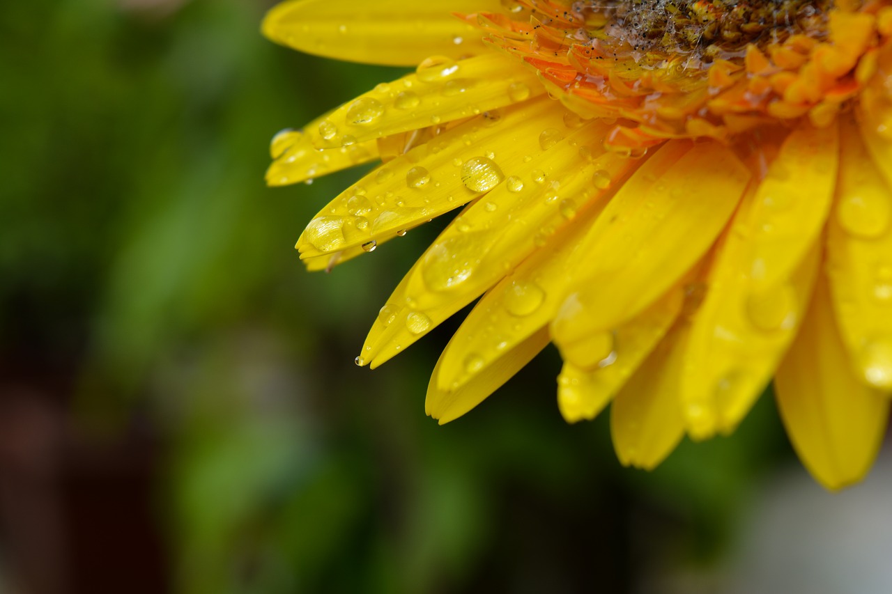 Image - flower macro water drop on flower