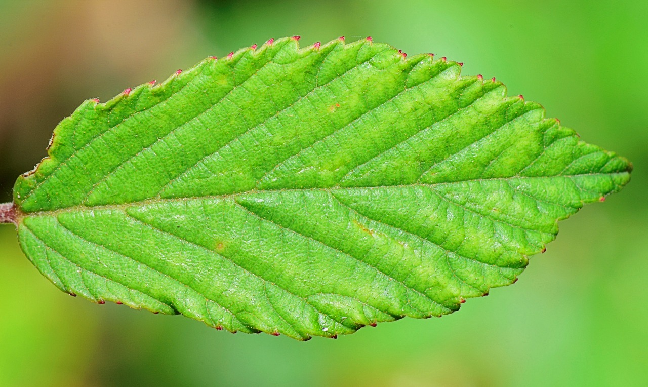 Image - nature green tree leaves