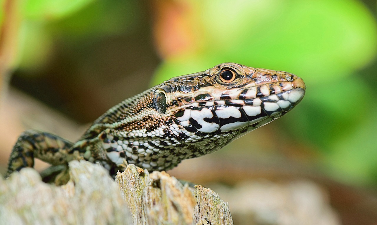 Image - nature lizard reptile animals