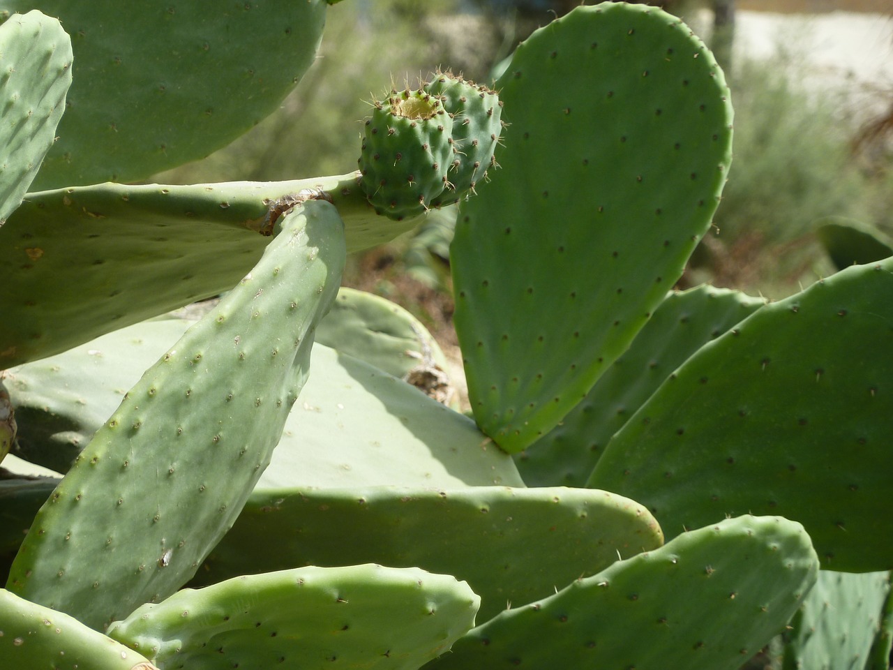 Image - prickly pear cactus malta plant