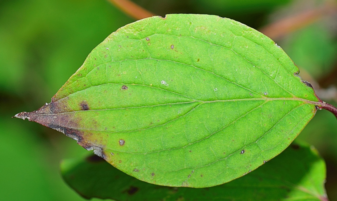 Image - nature leaf green leaves autumn