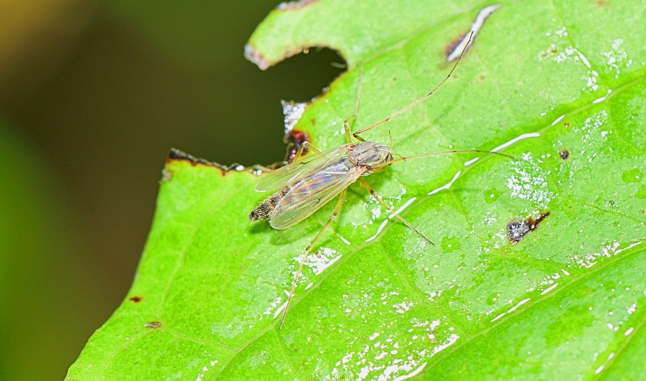Image - nature insect afternoon