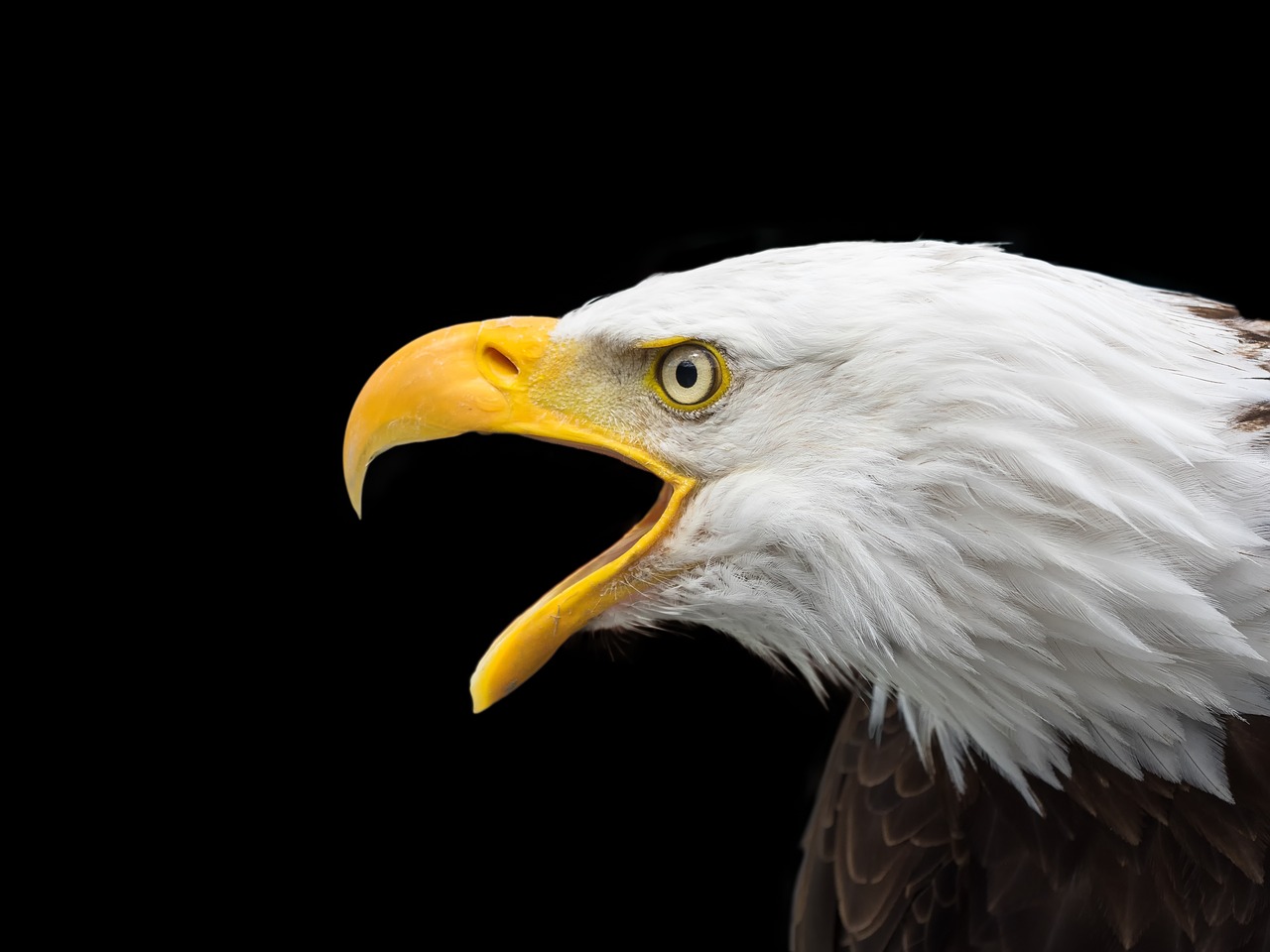 Image - bald eagle raptor head close adler