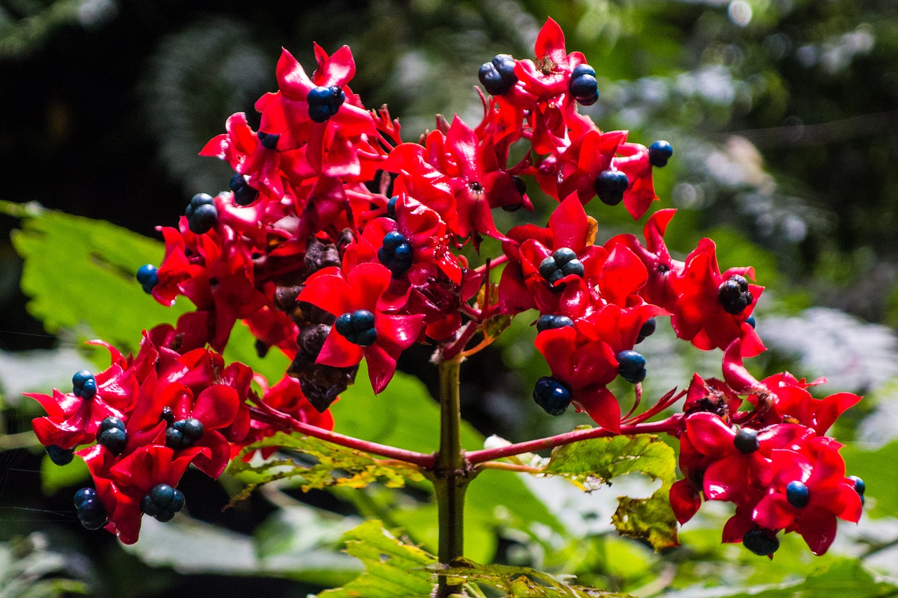 Image - flower red malaysia borneo nature