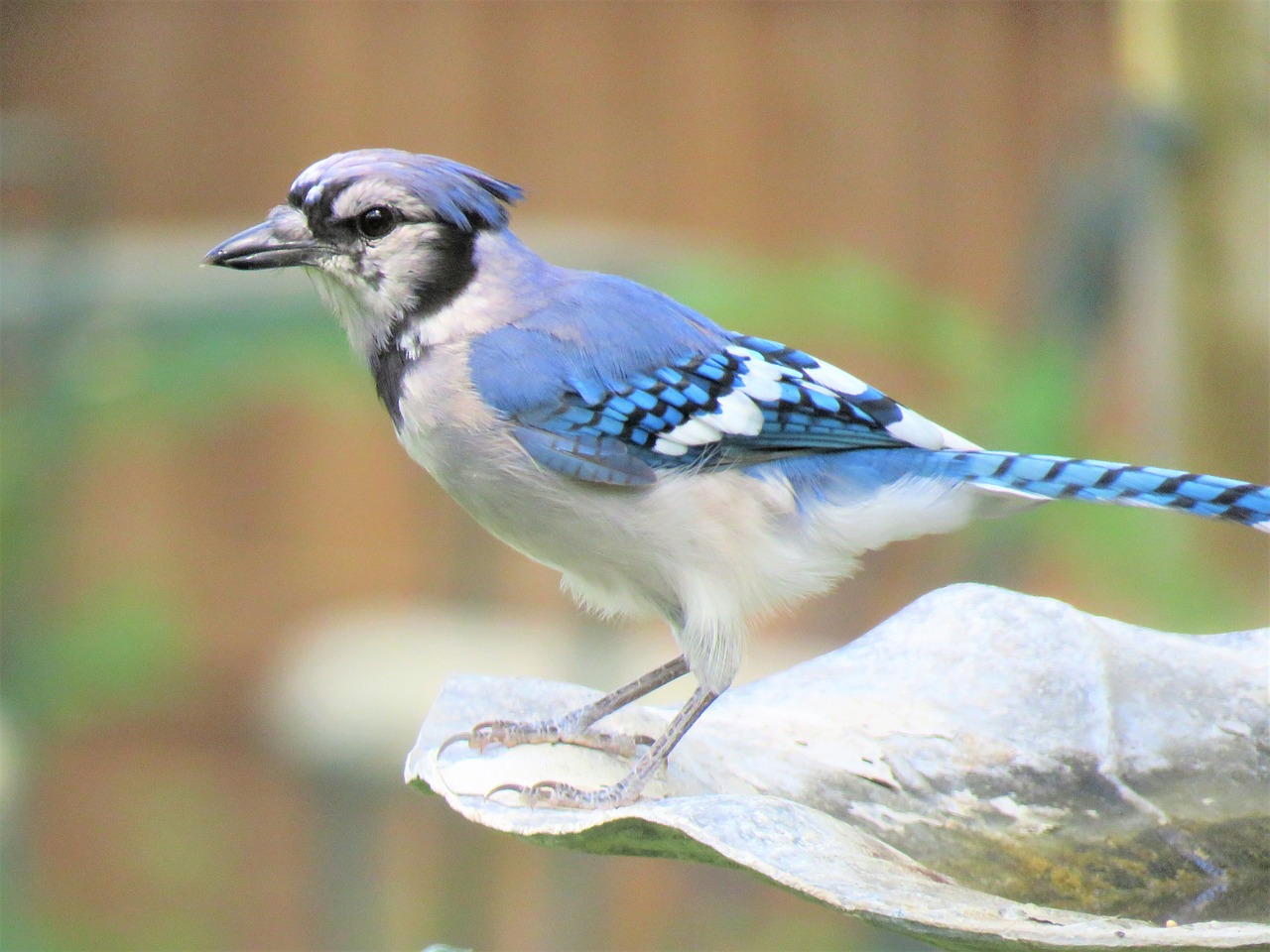 Image - bird blue jay blue and white