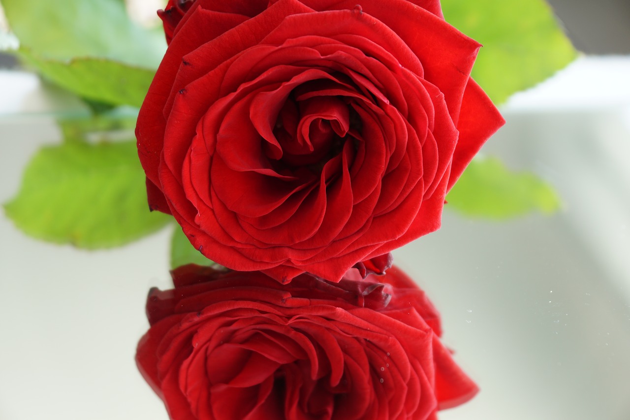 Image - rose red love red rose blossom