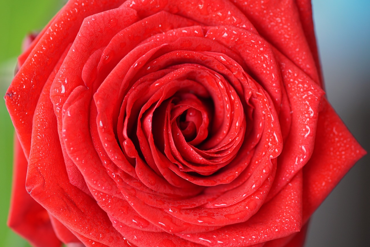 Image - rose red love red rose blossom
