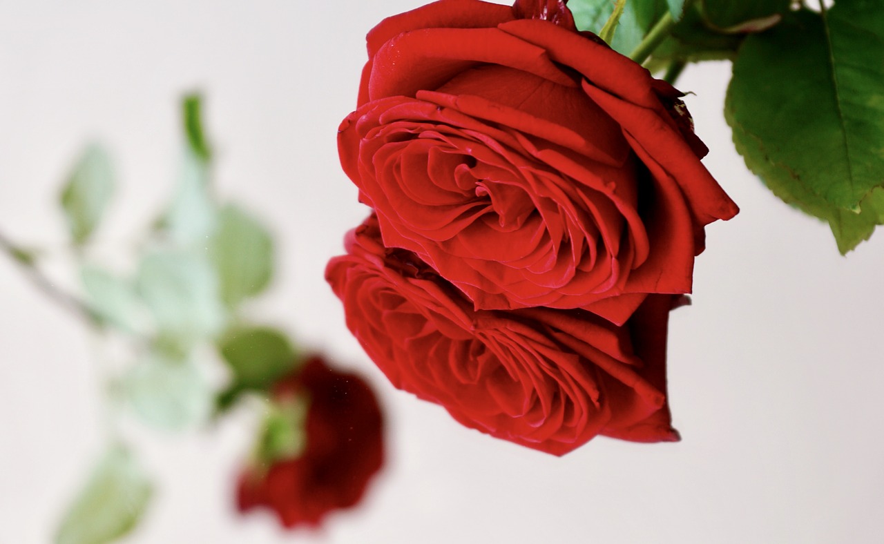 Image - rose red love red rose blossom