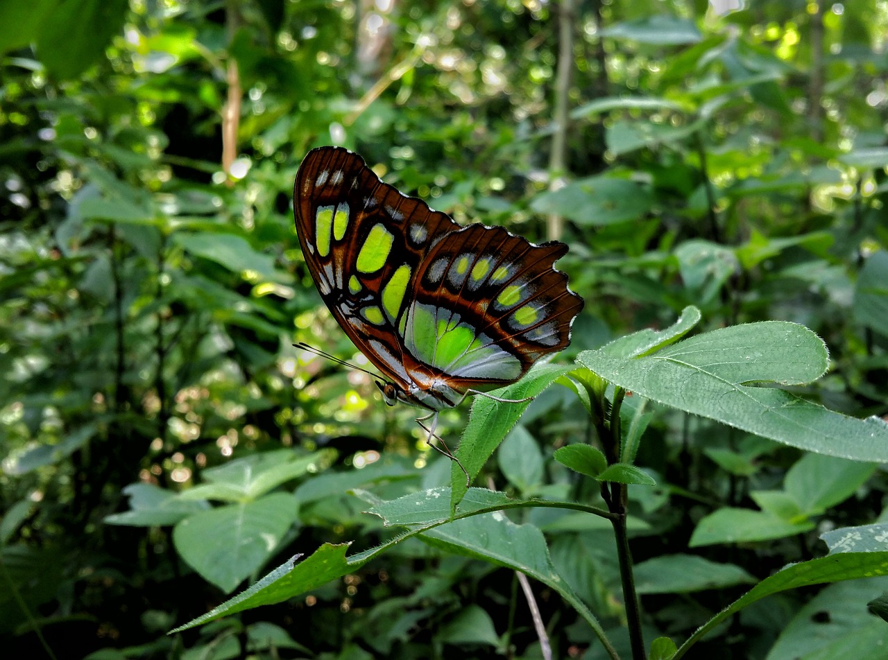 Image - butterfly yellow wings forest