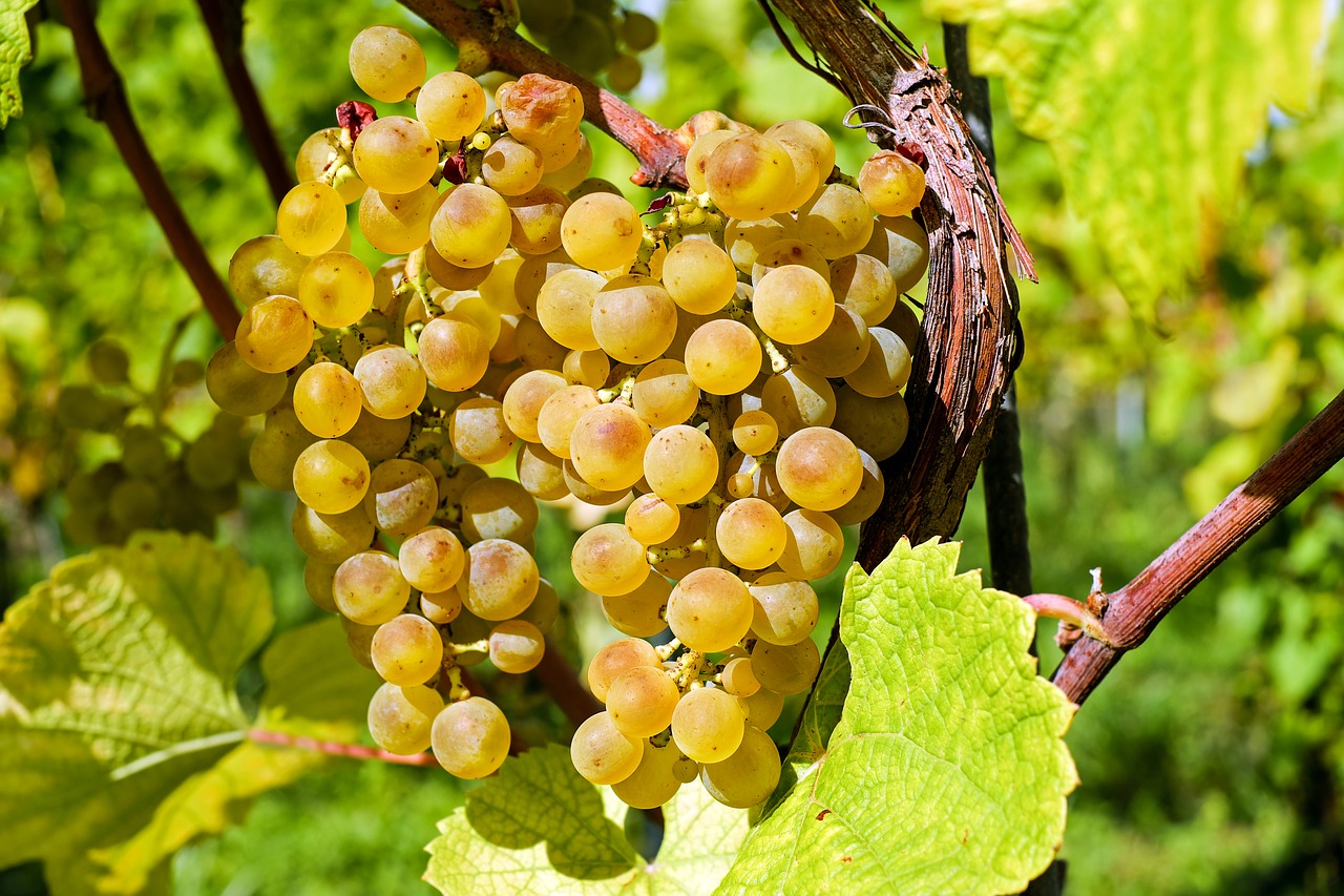 Image - grapes fruit gold table grapes