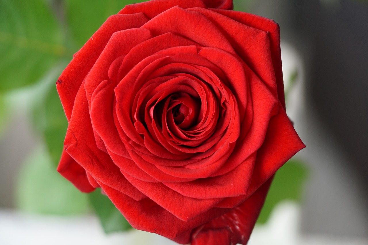 Image - rose red love red rose blossom