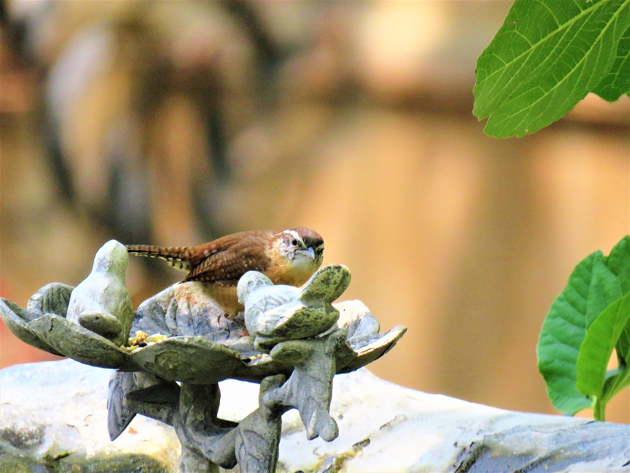 Image - bird tiny brown and tan wildlife