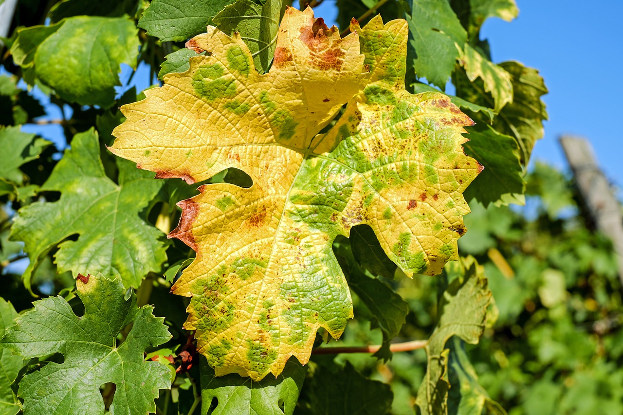 Image - wine leaf leaf color vine