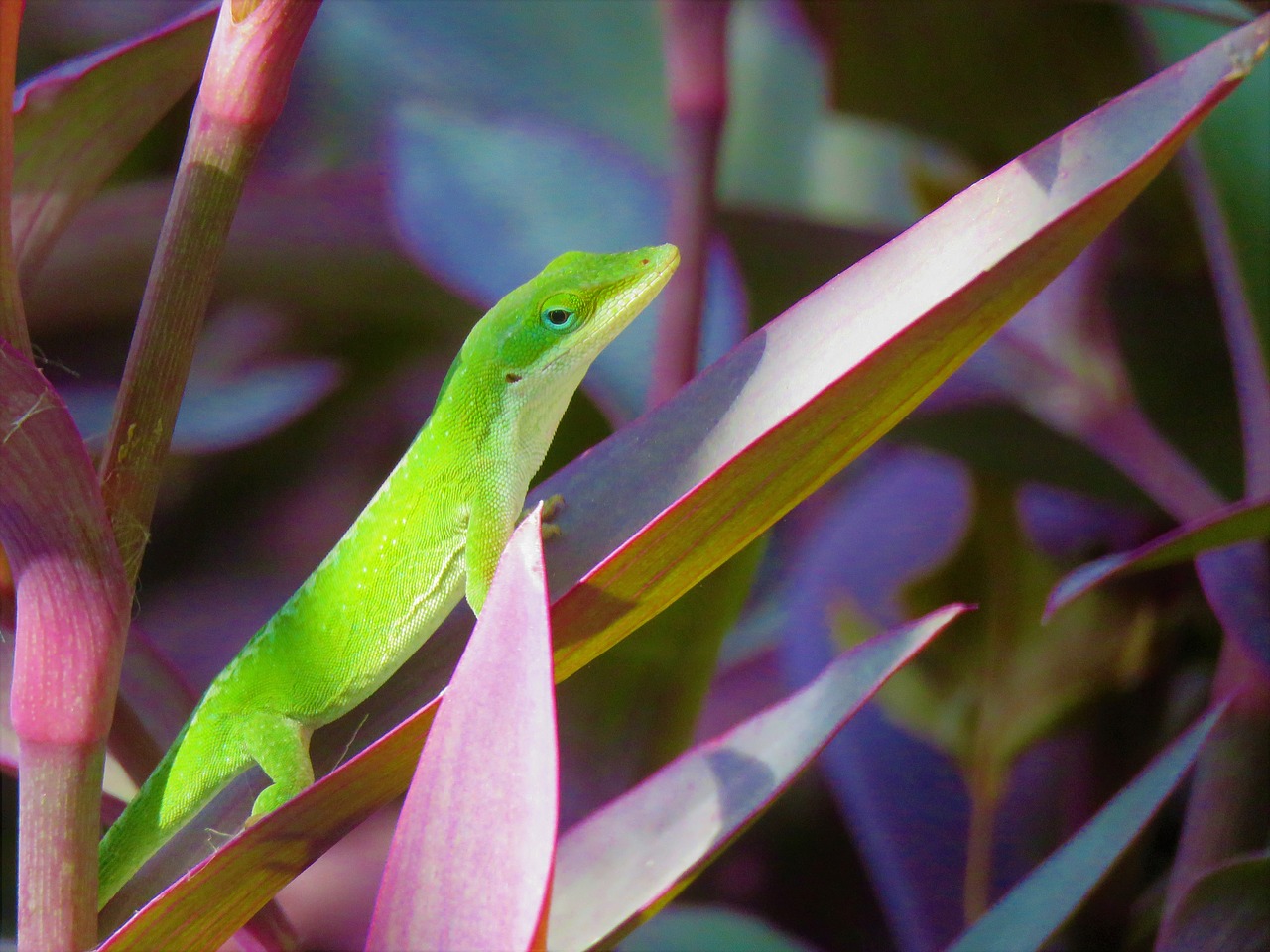 Image - reptile lizard green white