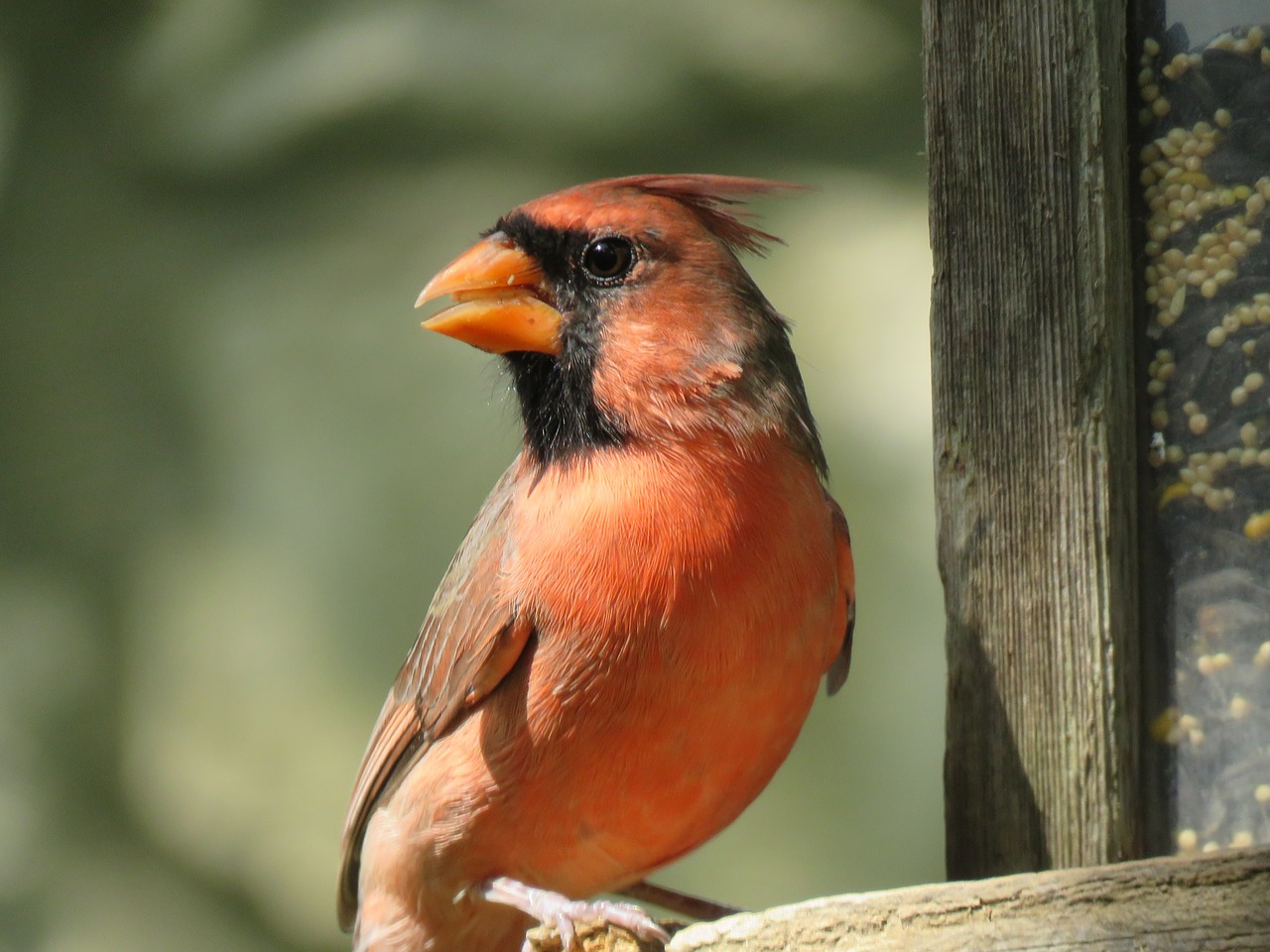 Image - bird adult cardinal red bird