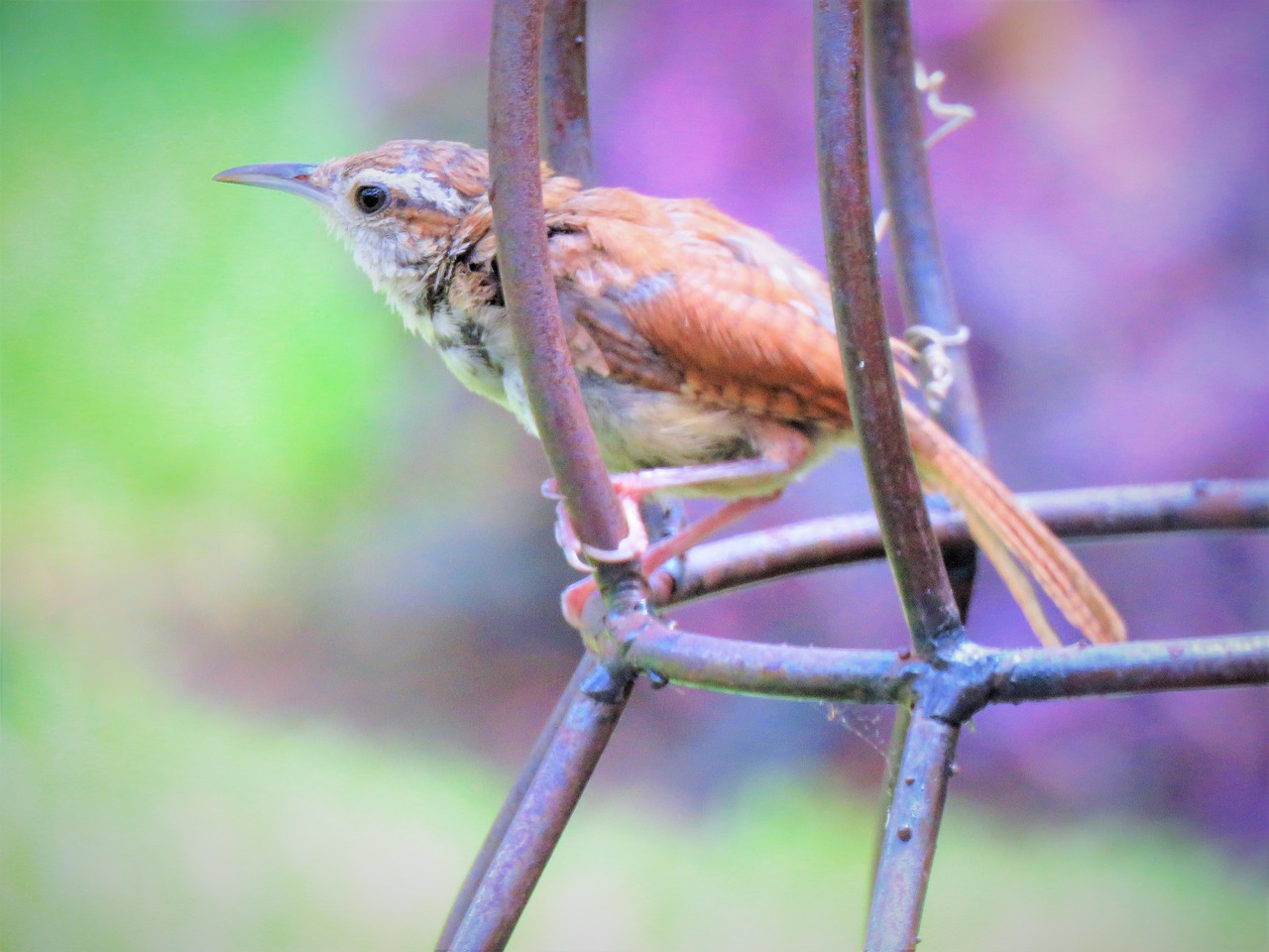 Image - bird tiny close up metal cage