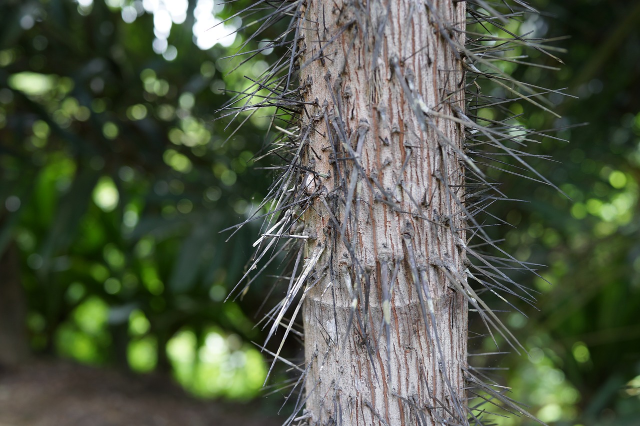 Image - oncosperma horridum needle tree