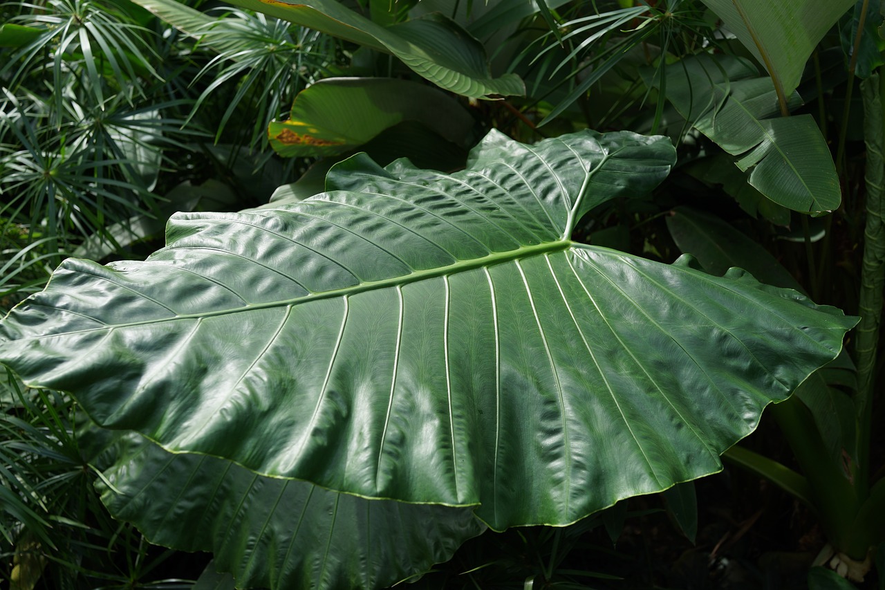 Image - large forest leaf yam taro plant