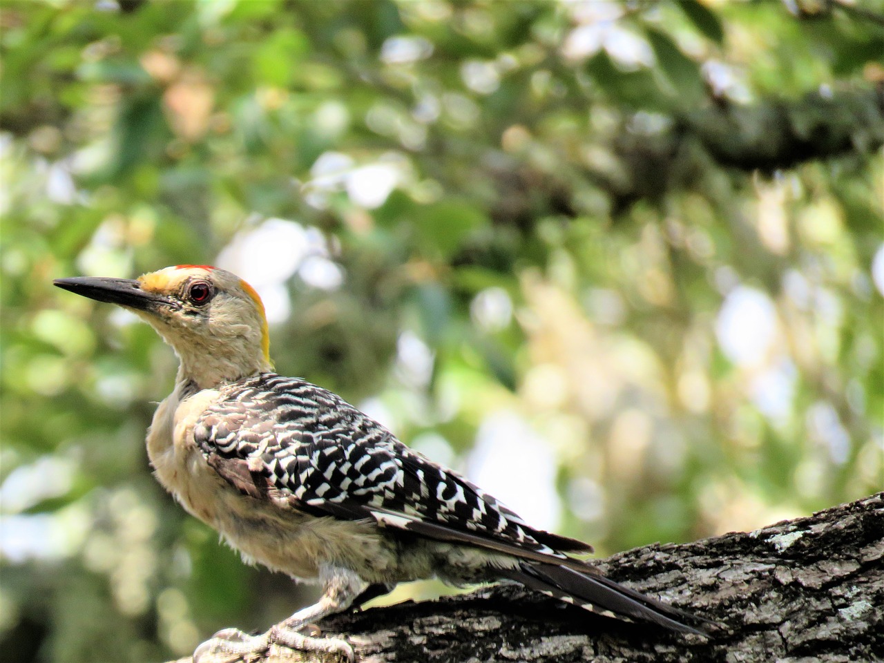 Image - bird woodpecker colorful wildlife