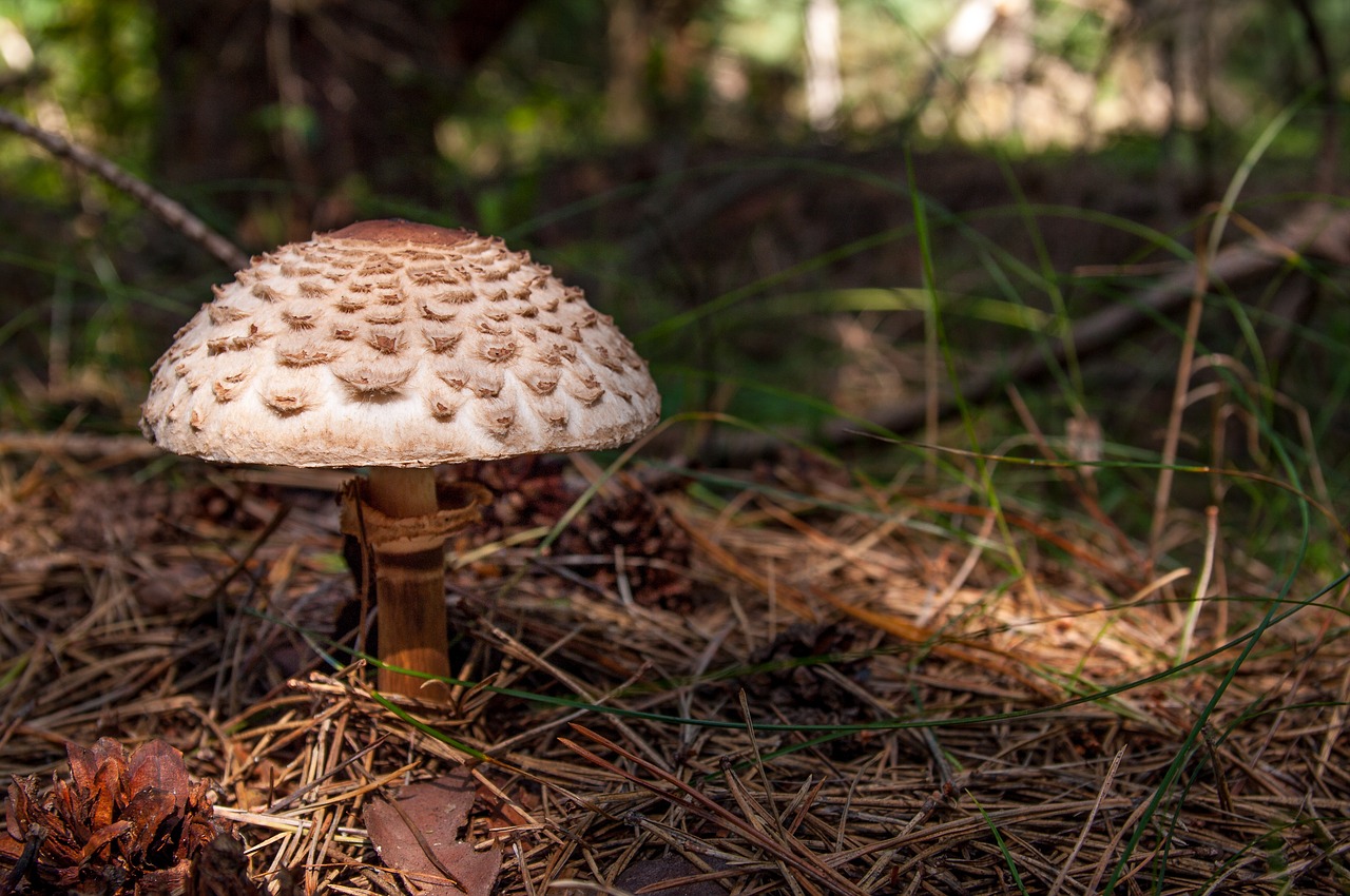 Image - mushroom kite mushrooms parasol