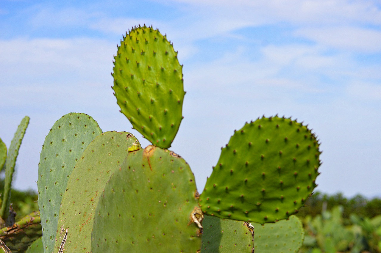 Image - prickly pear cactus cactus skewers