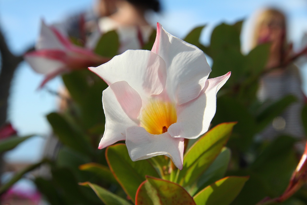 Image - flower swamis spirituality