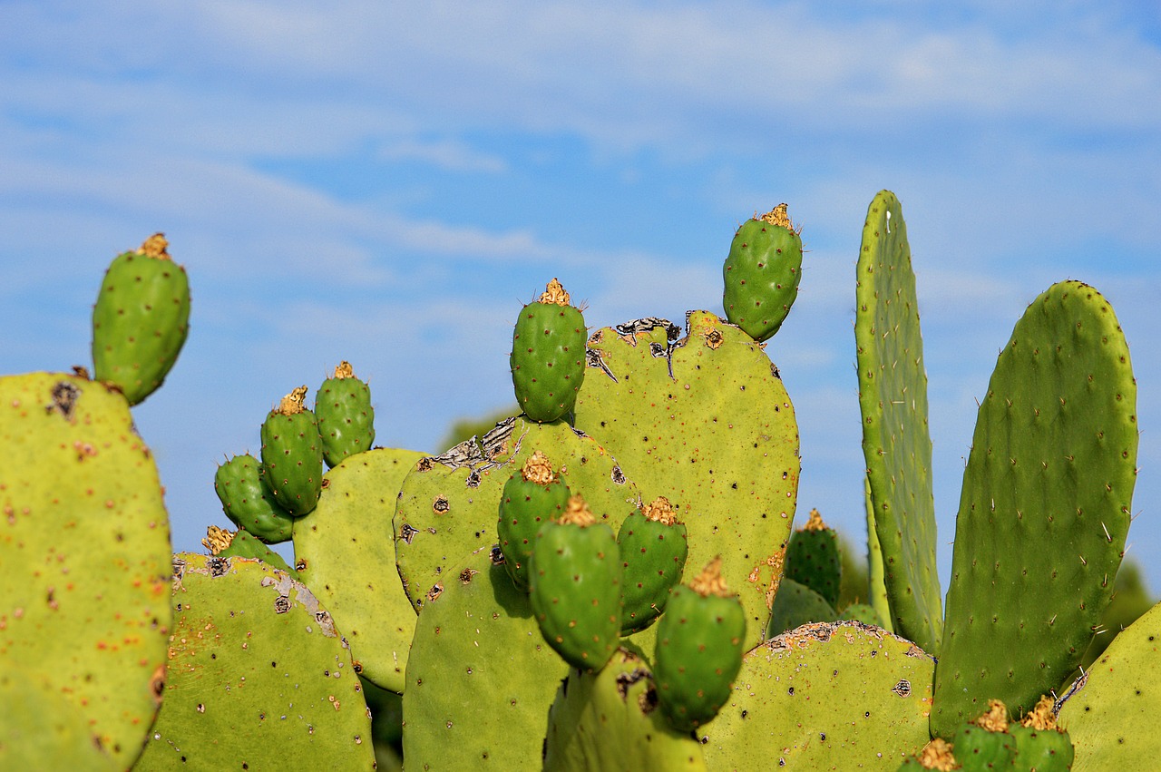 Image - prickly pear prickly pears sweet