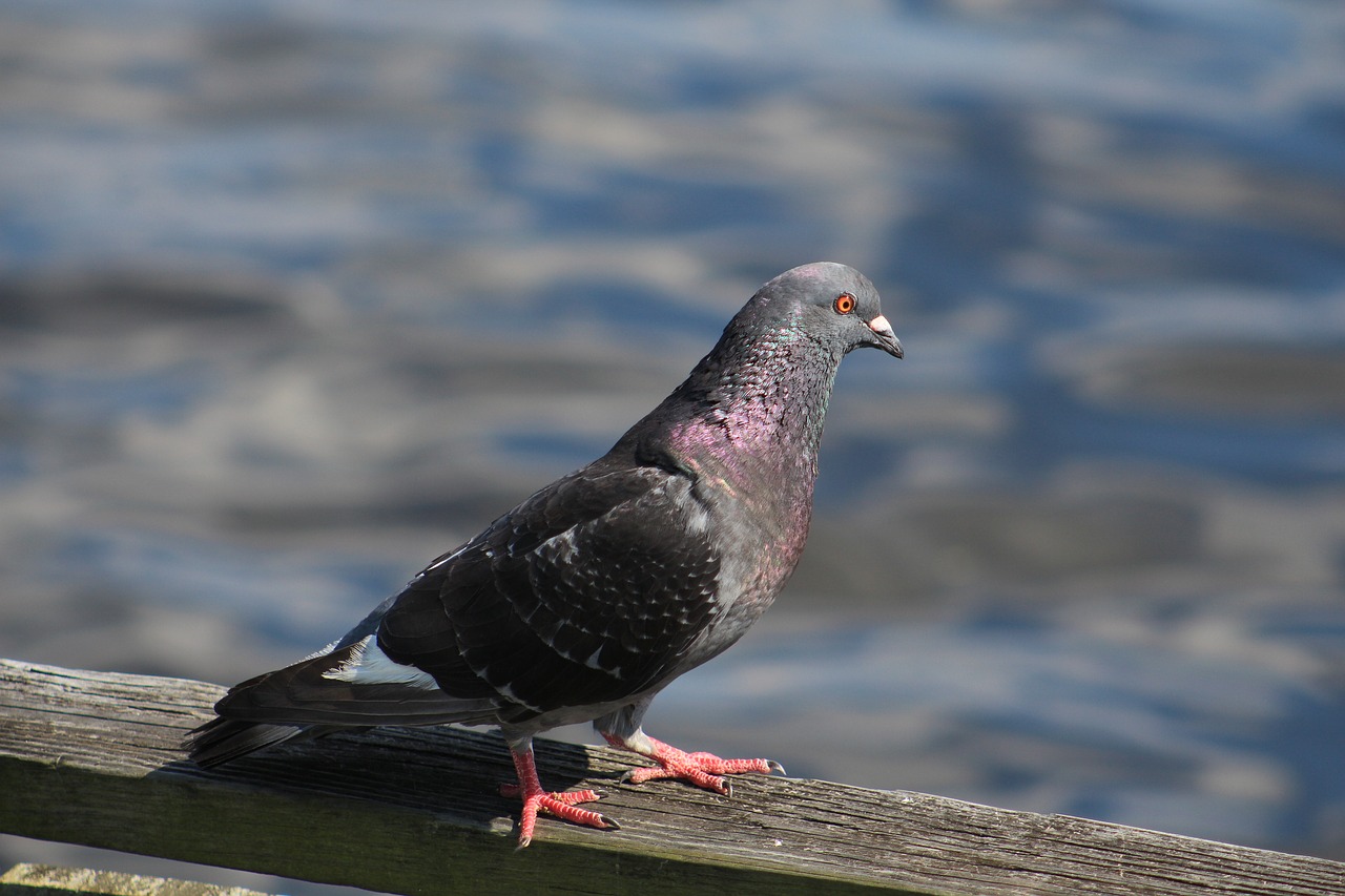 Image - bird scene sunny