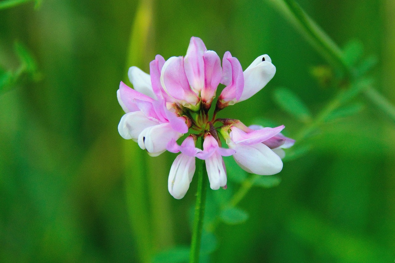 Image - summer flower nature flower summer