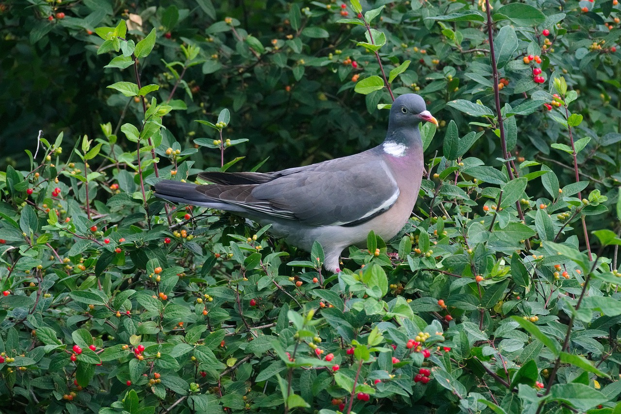 Image - crested bird fruit green nature