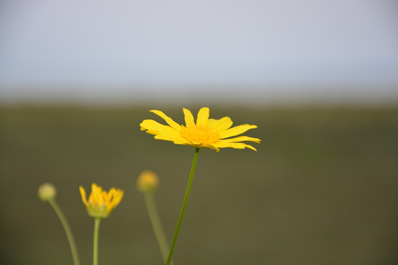 Image - yellow flower marguerite petals