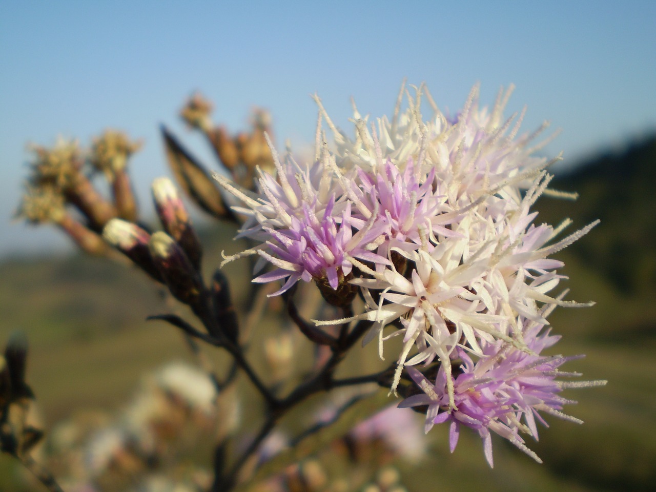 Image - flower wild lilac macro